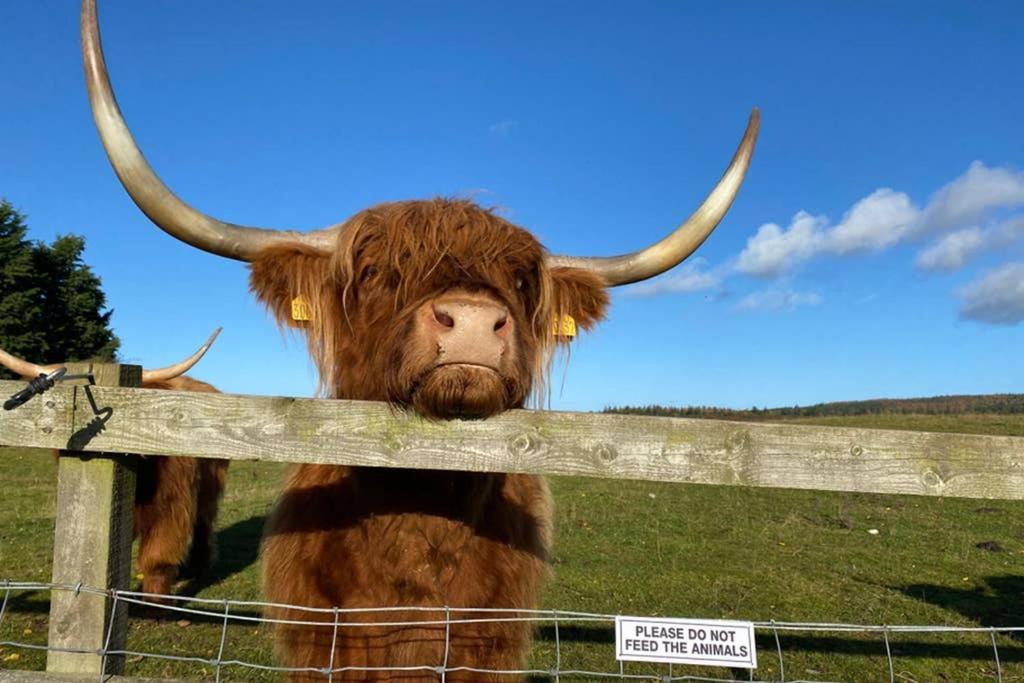 Glampods Glamping Pod - Meet Highland Cows And Sheep Elgin Villa Luaran gambar