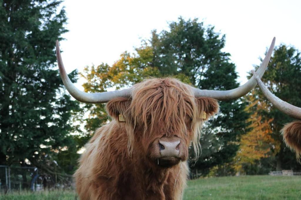Glampods Glamping Pod - Meet Highland Cows And Sheep Elgin Villa Luaran gambar