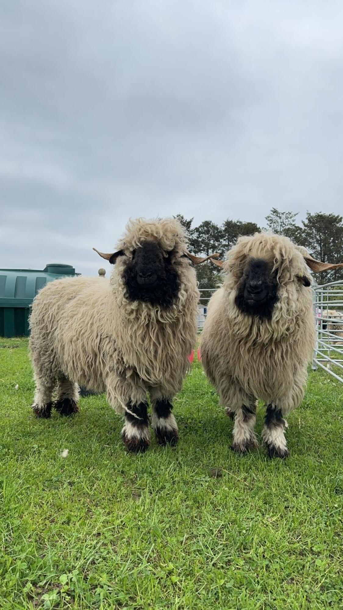 Glampods Glamping Pod - Meet Highland Cows And Sheep Elgin Villa Luaran gambar